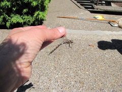 Rhionaeschna californica