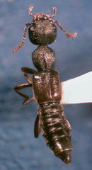 Rugilus rufipes