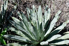 Agave macroacantha