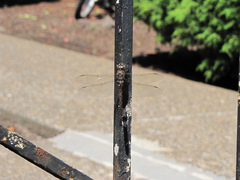 Rhionaeschna californica