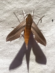 Xylophanes tersa