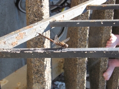 Rhionaeschna californica