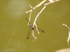 Dythemis velox