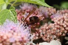 Vespa vivax