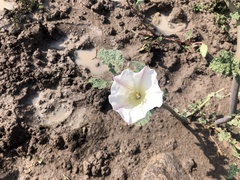 Datura ceratocaula