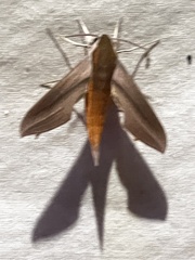 Xylophanes tersa