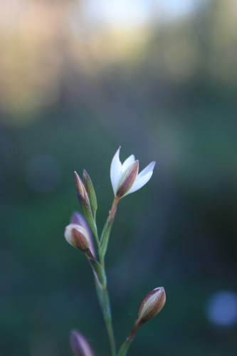 Image of Hesperantha pilosa by (c) Jacques van der Merwe, some rights reserved (CC BY-SA)