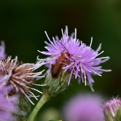 Rhagonycha fulva