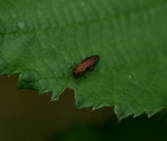 Agrilus