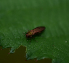 Agrilus
