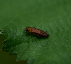 Agrilus