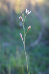 Hesperantha pilosa