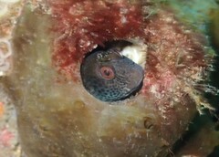 Parablennius intermedius