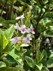 Pseuderanthemum carruthersii
