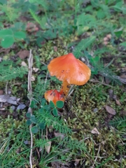 Hygrocybe coccinea