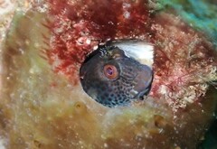 Parablennius intermedius