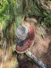 Fomitopsis mounceae