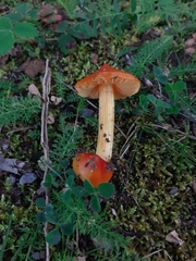 Hygrocybe coccinea