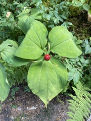 Trillium undulatum