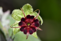 Ayenia fruticosa