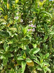 Pseuderanthemum carruthersii