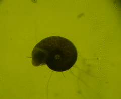 Planorbella trivolvis