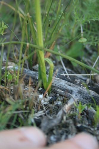 Image of Hesperantha pilosa by (c) Jacques van der Merwe, some rights reserved (CC BY-SA)