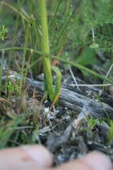 Hesperantha pilosa