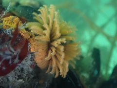 Eudistylia polymorpha