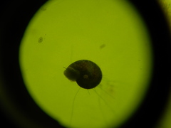 Planorbella trivolvis