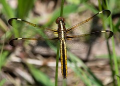 Libellula cyanea