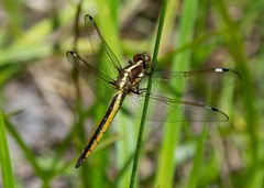 Libellula cyanea