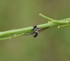 Entomophthora muscae