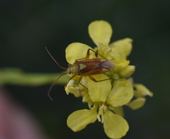 Closterotomus norwegicus
