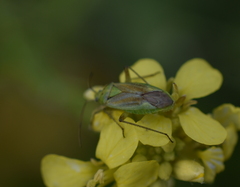 Closterotomus norwegicus