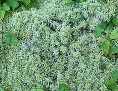Sphagnum girgensohnii