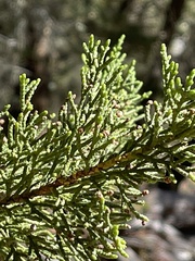 Cupressus