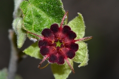 Ayenia fruticosa