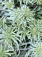 Sphagnum girgensohnii