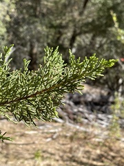 Cupressus