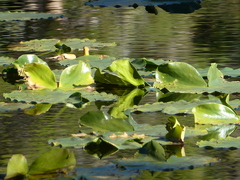 Nuphar polysepala
