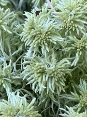Sphagnum girgensohnii