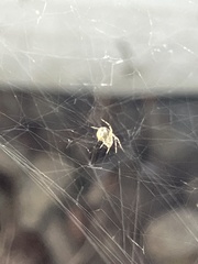 Theridiidae