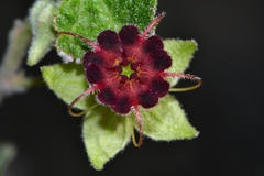 Ayenia fruticosa