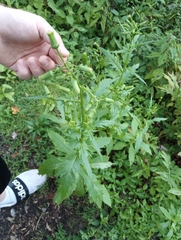 Erechtites hieraciifolius