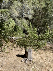 Cupressus