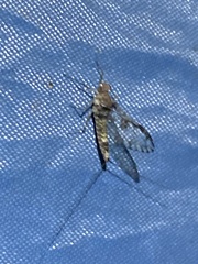 Callibaetis