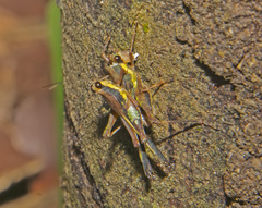 Scaria