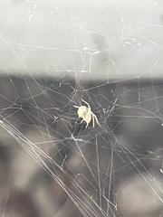 Theridiidae