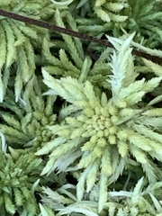 Sphagnum girgensohnii